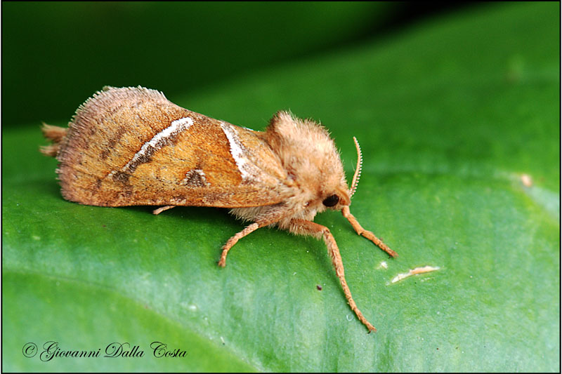 Triodia sylvina  ?